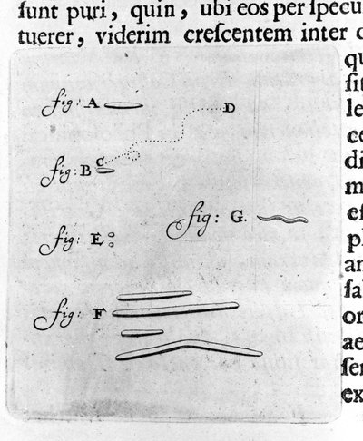Erste Darstellung von Bakterien. Beschreibung von dem niederländischen Händler und Wissenschaftler Antoine van Leeuwenhoek (1632-1723) nach einer Untersuchung von Bakterien in seinem Mund. Gravur aus „Arcana Natura Detecta“ 1695 von Unknown artist
