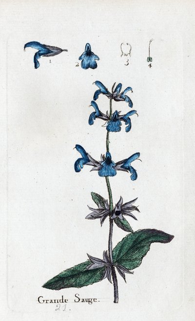 Großer Salbei von Unknown artist