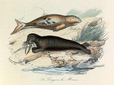 Illustration aus dem Buch "Gesammelte Werke von Buffon": Les Quadrupedes: Le dugon et le walrus (Gravur) von Unknown artist