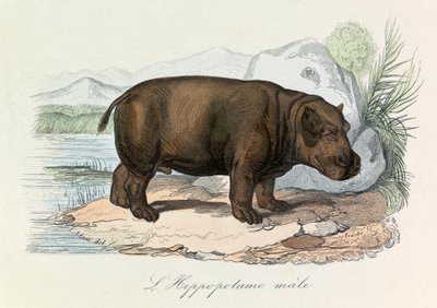 Illustration aus dem Buch "Gesammelte Werke von Buffon": Die Vierfüßler: Das Nilpferd (Gravur) von Unknown artist