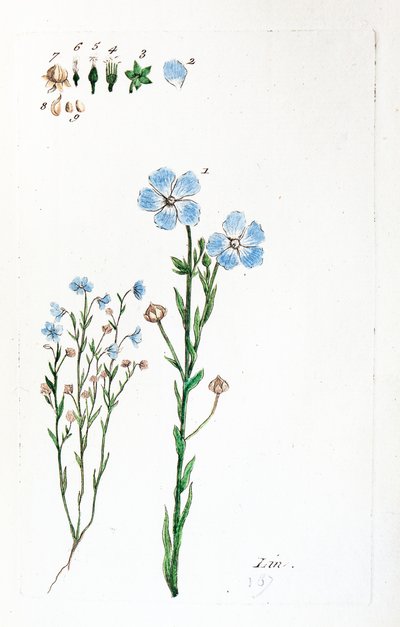 Leinen von Unknown artist