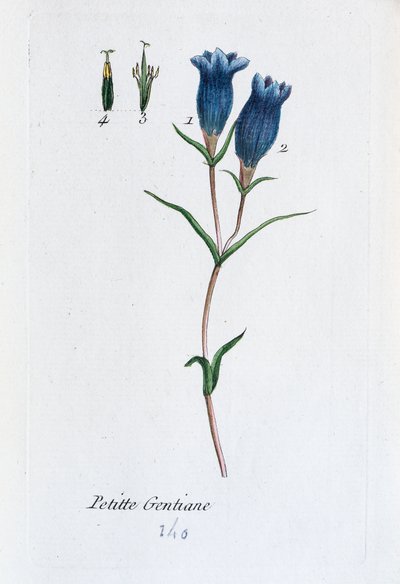 Kleine Enzian (Sumpfenzian) von Unknown artist