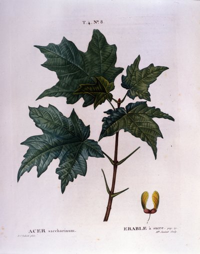 Ahornzweig. Botanische Tafel aus einem Herbarium vom Anfang des 19. Jahrhunderts von Unknown artist