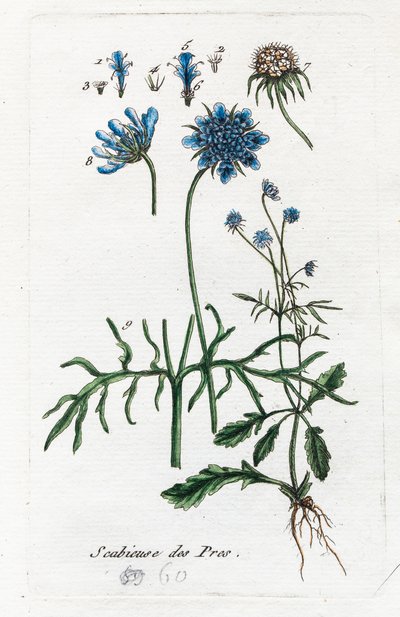 Wiesen-Witwenblume von Unknown artist