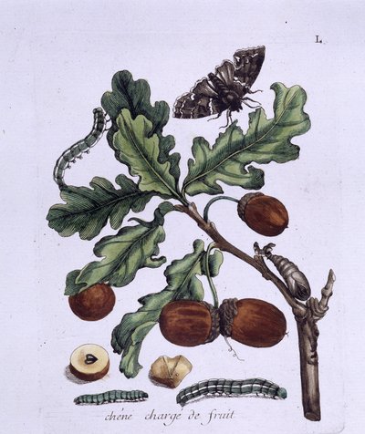Eichenfrucht: Eicheln, Schmetterlinge und Raupen von Unknown artist