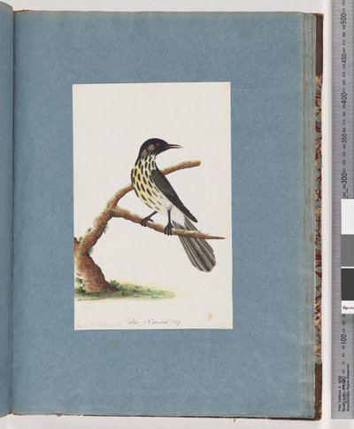 Seite 100. New Holland Honigfresser. Certhia Novae Hollandiae von Unknown artist