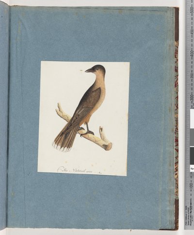 Seite 110. Unbekannter Vogel von Unknown artist