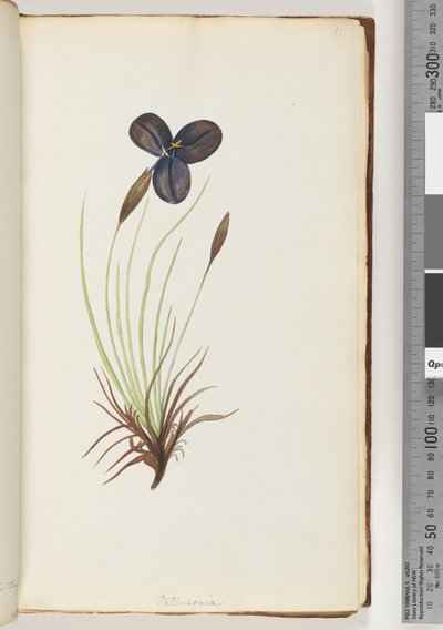 Seite 11. Pattersonia von Unknown artist