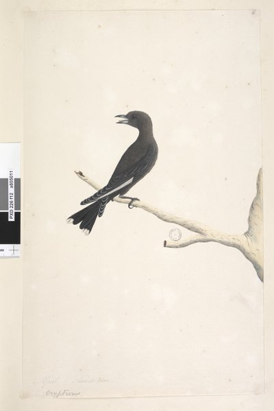 Seite 12. Ocypterus. über dem Titel in anderer Handschrift April, natürliche Größe Dusky Wood, Swallow Artamus cyanopterus von Unknown artist