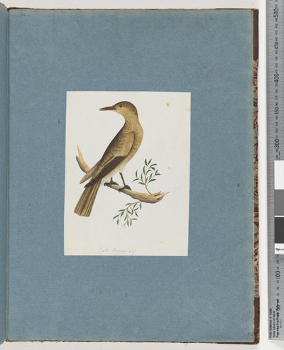 Seite 144. Unbekannter Vogel von Unknown artist
