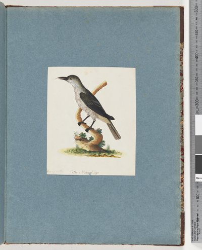 Seite 146. Unidentifizierter Vogel. Honigfresser von Unknown artist