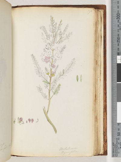 Seite 190. Melaleuca thymifolia / Thymian-Honigmyrte von Unknown artist