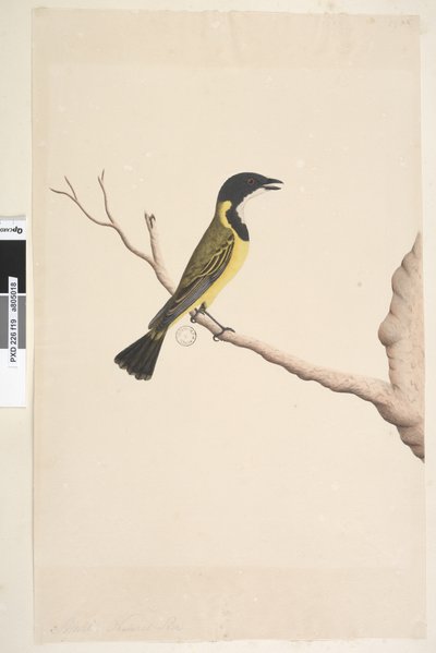 Seite 19. April. Natürliche Größe. Goldbrustpfeifer Pachycephala pectoralis, Männchen von Unknown artist