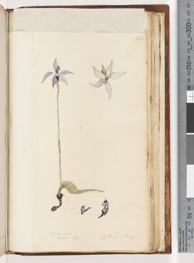 Seite 205. Glossodia. Major On. Arethusa pilosa / Wachs-Lippen-Orchidee von Unknown artist