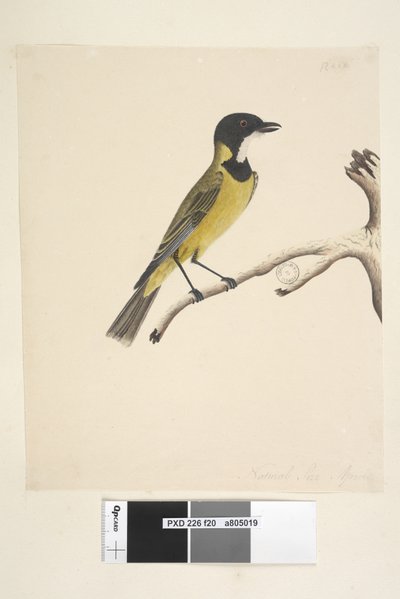 Seite 20. Natürliche Größe. April Goldener Flöter Pachycephala pectoralis, Männchen, 1791-92 von Unknown artist