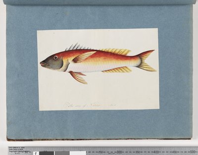 Seite 20. Unidentifizierter Fisch von Unknown artist
