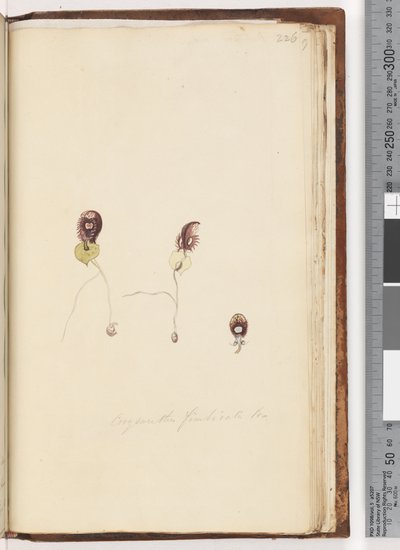 Seite 226. Corysanthes fimbriata Br / Fransenhelm-Orchidee von Unknown artist