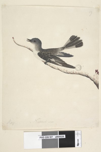 Seite 27. Mai. Natürliche Größe. Kapuzenrobin, Weibchen Melanodryas cucullata von Unknown artist