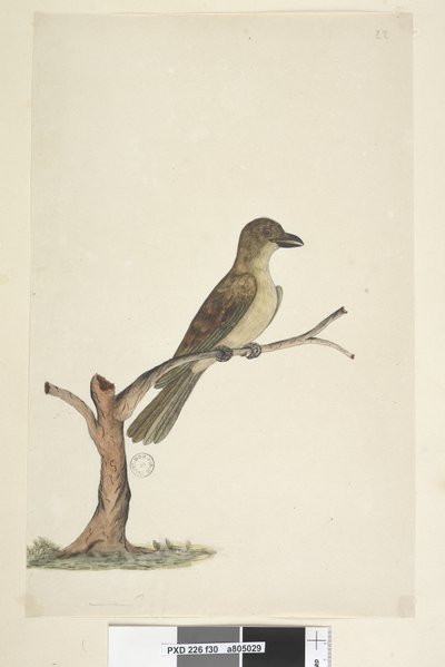 Seite 30. ...? Norfolk Island Amsel? Aplonis fuscus, weiblich, 1791-92 von Unknown artist