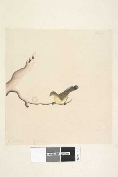 Seite 37. Oktober. Natürliche Größe Gelbdorn Acanthiza nana, 1791-92 von Unknown artist