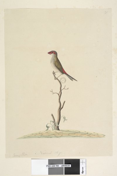 Seite 40. Fringilla. Natürliche Größe Rotbrauenfink Neochmia temporalis Aegintha temporalis, 1791-92 von Unknown artist