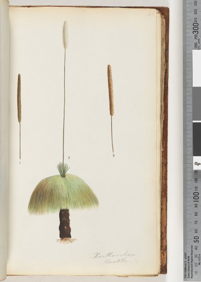 Seite 46. Xanthorrhoea Hastile Grasbaum von Unknown artist
