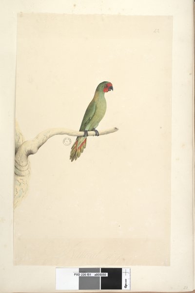 Seite 51. Natürliche Größe Kleiner Loris Glossopsitta pusilla, 1791-92 von Unknown artist