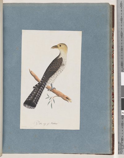 Seite 52. Blasser Kuckuck von Unknown artist