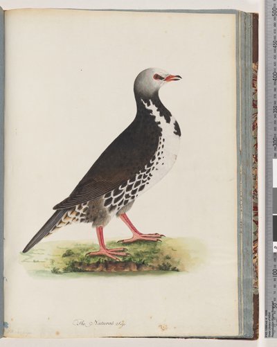 Seite 76. Unidentifizierter Vogel von Unknown artist