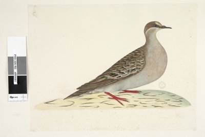 Seite 82. Bronze Wing. unten mittig in anderer Hand Natürliche Größe Gemeine Bronzeflügeltaube Phaps chalcoptera, 1791-92 von Unknown artist