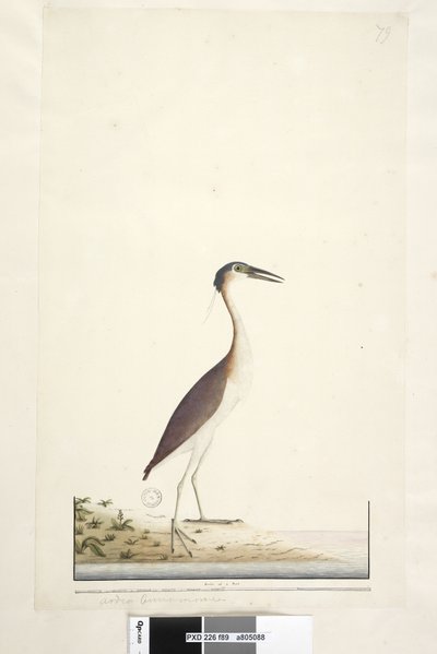 Seite 89. Ardea ..?.. Nankeen-Nachtreiher Nycticorax caledonicus, 1791-92 von Unknown artist