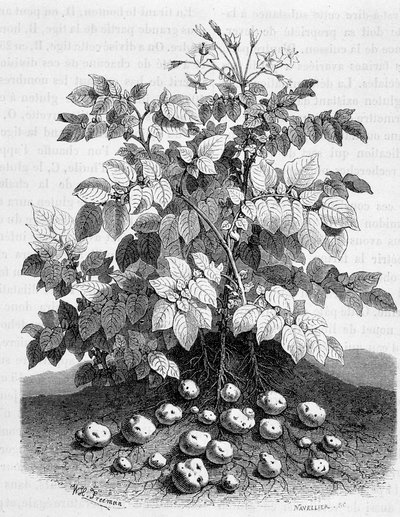 Kartoffel und stärkehaltige Knollen ihrer Wurzeln - Feigenbaum von Unknown artist