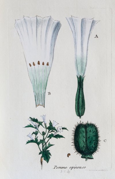 Stechapfel (Datura, Gemeiner Stechapfel) von Unknown artist
