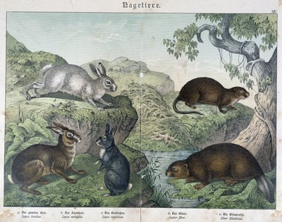 Kaninchen, Biber - in "Naturgeschichte der Säugetiere", ed. Schreiber von Unknown artist