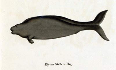 Rhytina Stelleri, auch Stellers Seekuh genannt, Exemplar im 18. Jahrhundert ausgestorben. von Unknown artist
