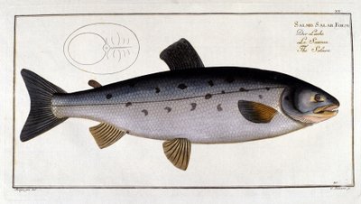 Lachs (Salmo salar) von Marc Elieser Bloch Ichtyologie Paris - Berlin - London 1787 von Unknown artist