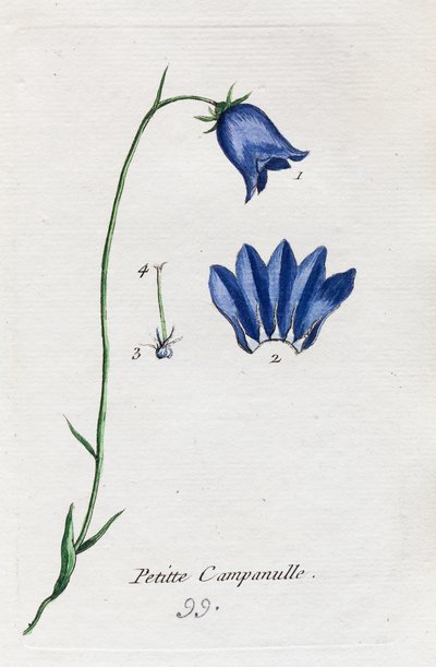 Kleine Glockenblume von Unknown artist