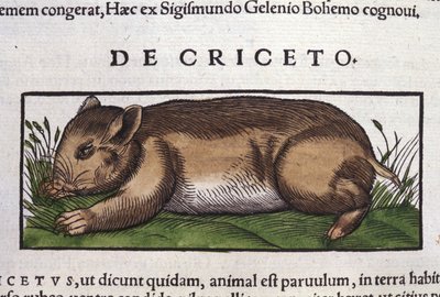 Der Hamster in Historia Animalium von Conrad Gesner (1516 - 1565), Tiguri von Unknown artist