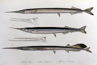 Die Meeresnadel. Naturgeschichtstafel. 19. Jahrhundert. von Unknown artist