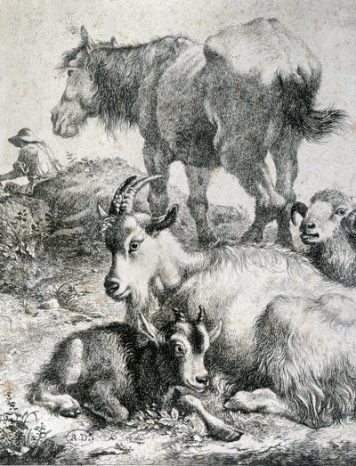 Zugpferd, Ziege, Ziege und Widder - Gravur von Unknown artist