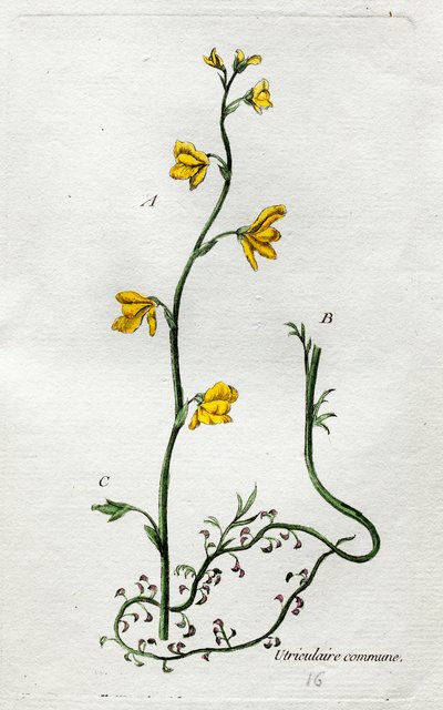 Uricular von Unknown artist