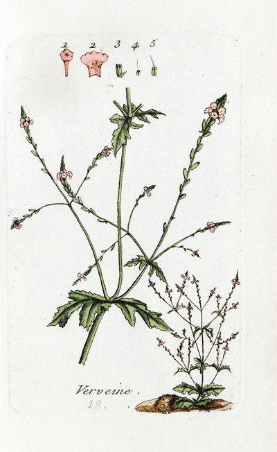 Eisenkraut von Unknown artist