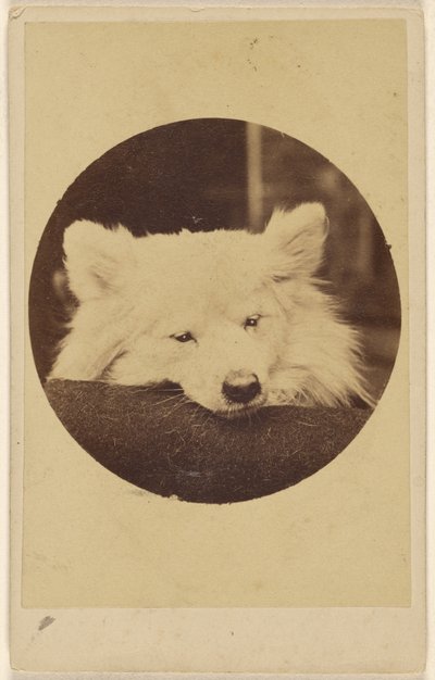 Weißer Hund mit Kinn auf einem Kissen von Unknown artist