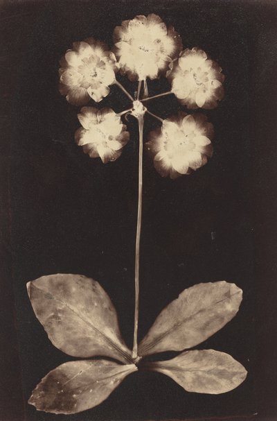Botanisches Fotogramm von Unknown photographer