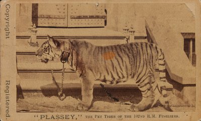 Plassey, das Haustier des Royal Madras Fusiliers von Unknown photographer
