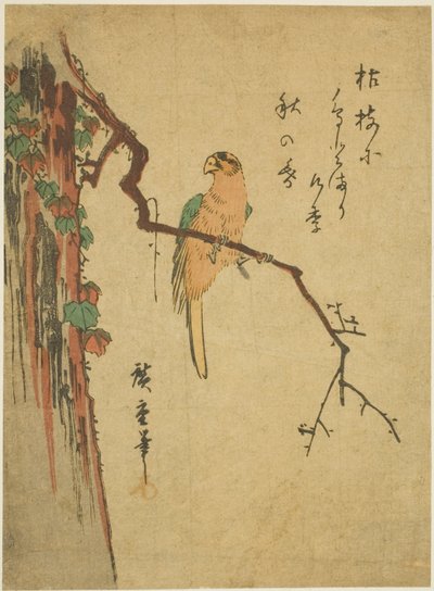 Ara auf einem efeubedeckten Baum von Utagawa Hiroshige