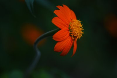 Lebendige Orange Blüte von Vedrana Domazet