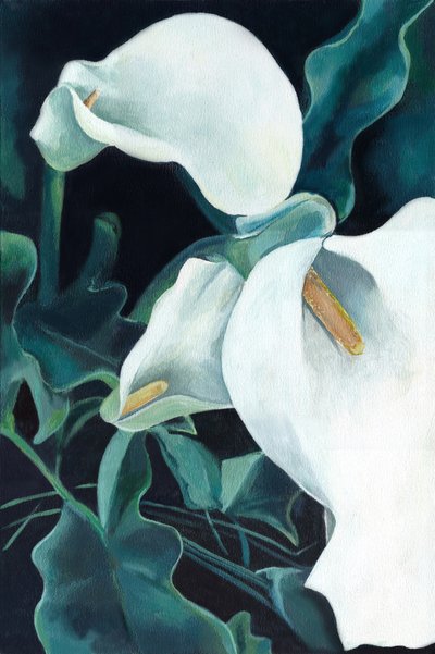 Elegante weiße Calla-Lilien von Viccy Wanliss