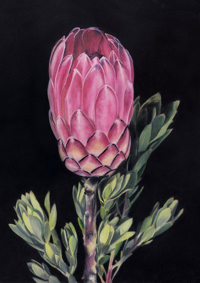 Exotische rosa Protea von Viccy Wanliss