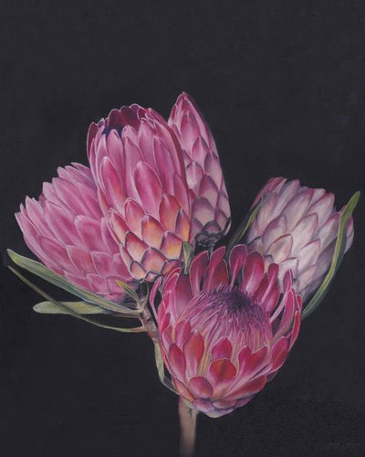 Exotische Rosa Proteas von Viccy Wanliss